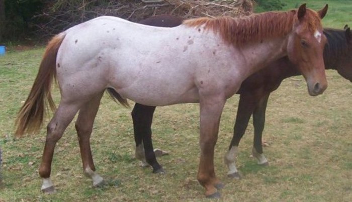 Bend or spots on horses