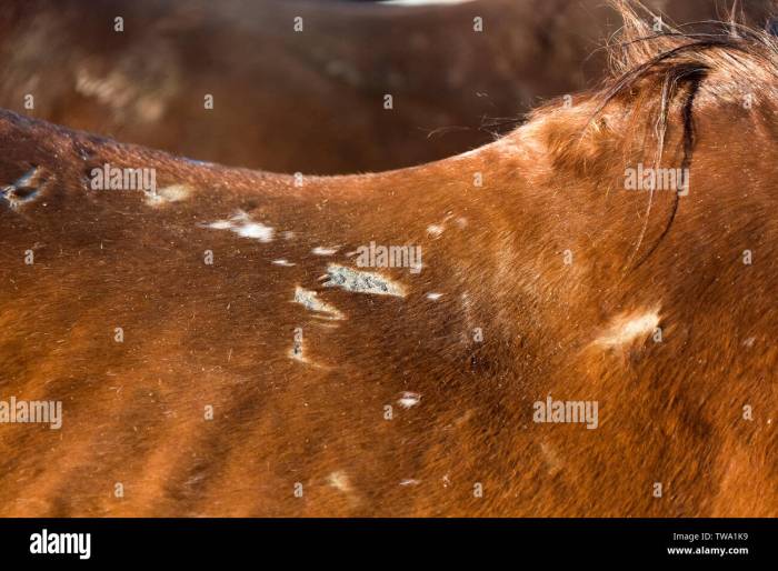 Bend or spots on horses