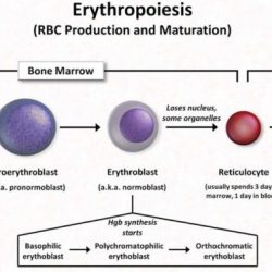 Reticulocyte count ppt cell powerpoint presentation slideserve count1