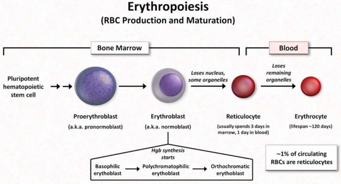 Reticulocyte count ppt cell powerpoint presentation slideserve count1