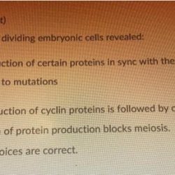 Studies of rapidly dividing embryonic animal cells revealed