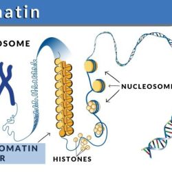 Which of the following statements about chromatin is true