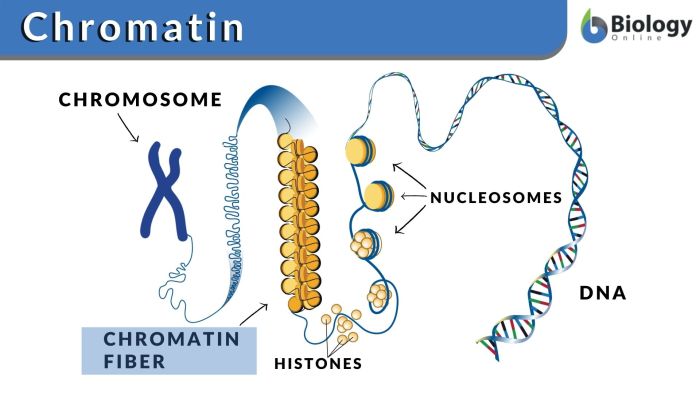 Which of the following statements about chromatin is true