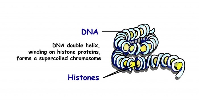 Chromosome dna structure organization levels chromatin into proteins histone biology around double form wrapped many histones molecule majors entire called