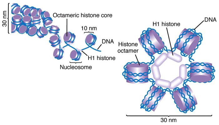 Dna histone proteins coiling do chromatin eukaryotic cell cells chromosomes nucleus protein help biology structure organization function ribosomes figure around