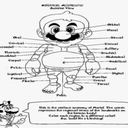 Anatomy and physiology coloring book answer key