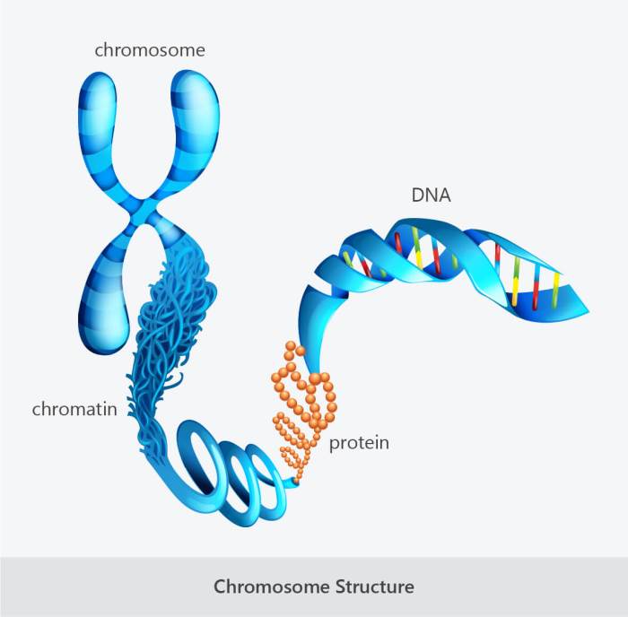 Which of the following statements about chromatin is true