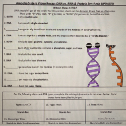 Amoeba sisters video recap dna replication answer key clear