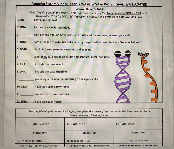 Amoeba sisters video recap dna replication answer key clear