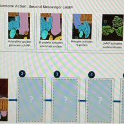 Equilibrium nernst potassium membrane physiology conduction velocity