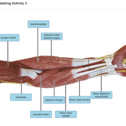 Limb muscle pgdn enter identify