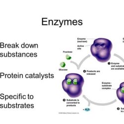 Enzymes and cellular regulation pogil answers